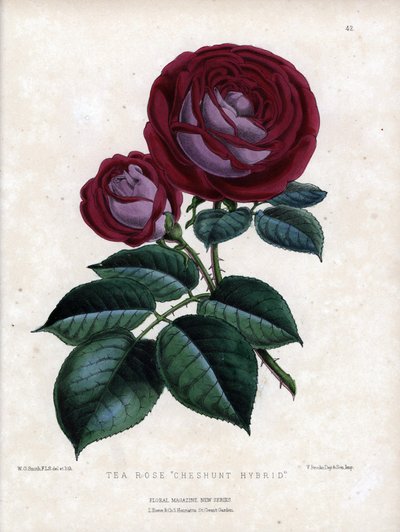 Rosa ibrida di tè, coltivata in serra, tipo Rosa della Cina da Unbekannter Künstler