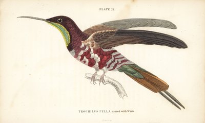 Topazio cremisi, Topaza pella. Incisione a mano colorata da William Lizars dal libro di Sir William Jardine