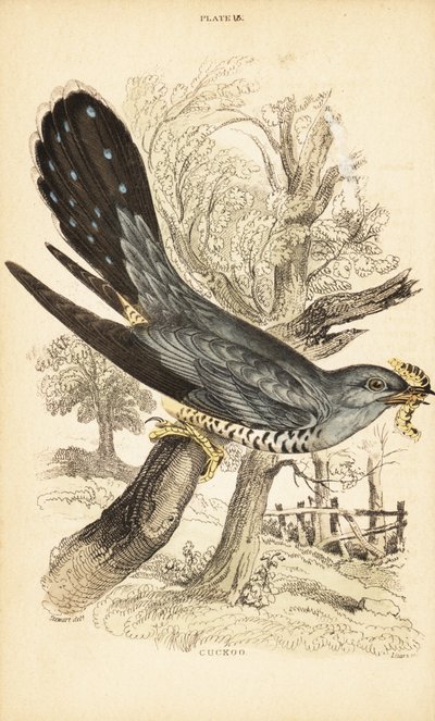 Cuculo, Cuculus canorus, con un bruco nel becco. 1889 (incisione) da Unbekannter Künstler