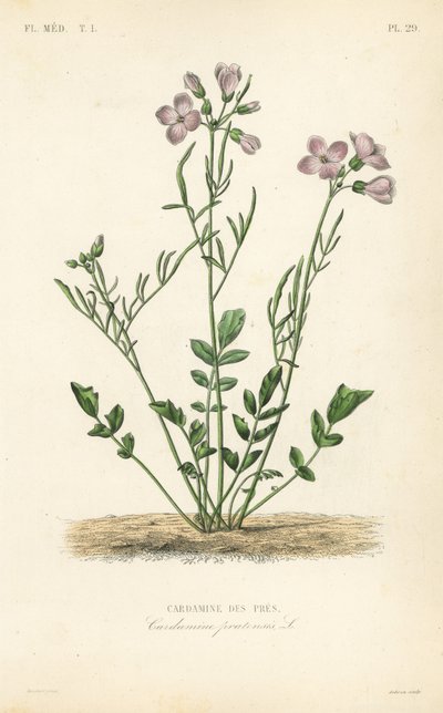 Cardamine dei prati da Unbekannt