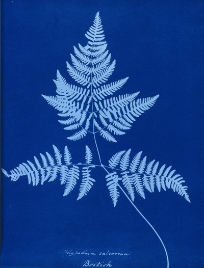 Cianotipo di Polypodium calcareum da Unbekannt