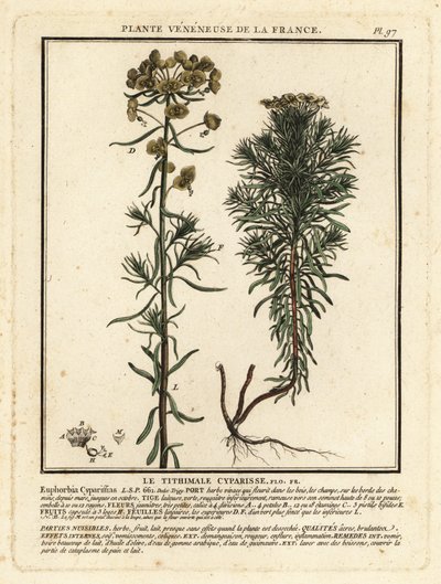 Euforbia cipressina, Euphorbia cyparissias da Unbekannter Künstler