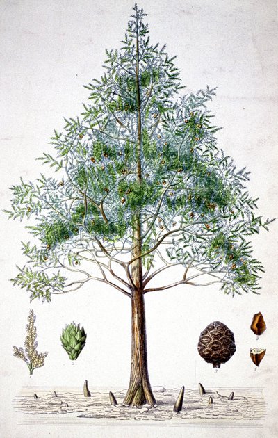 Albero di cipresso, fine XIX secolo da Unbekannter Künstler