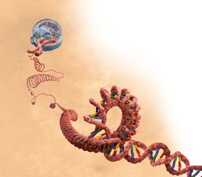 DNA inclusa doppia elica, cromosoma, cellula da Unbekannter Künstler