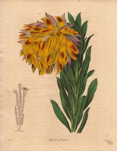 Dalia varietà, liparia sferica (Liparia sphaerica), ha un grande fiore inclinato, colore arancione, originaria di Città del Capo (Sudafrica). Illustrazione di R. Mills (attivo 1836-1842), in The Botanist, serie di Benjamin Maund in cinque volumi, pubblicat da Unbekannter Künstler
