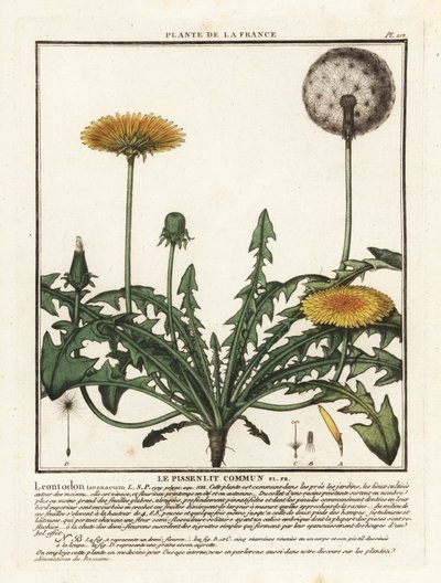 Taraxacum campylodes da Unbekannter Künstler