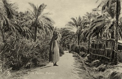 Palme da dattero, Bassora da Unbekannter Künstler