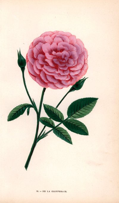 Rosa De la Grifferaie (cromolitografia) da Unbekannter Künstler