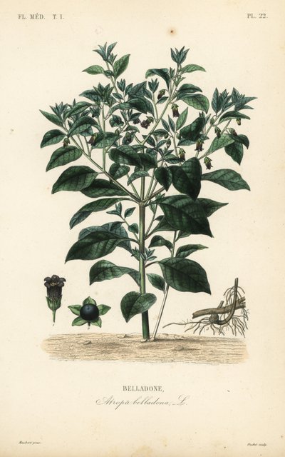 Belladonna, Atropa belladonna da Unbekannt