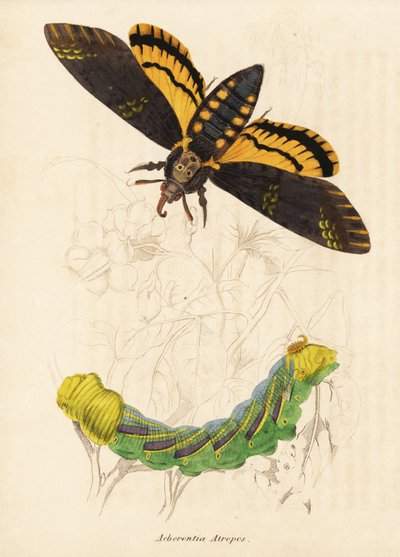 Sfinge testa di morto, Acherontia atropos. Incisione su acciaio colorata a mano dalla 