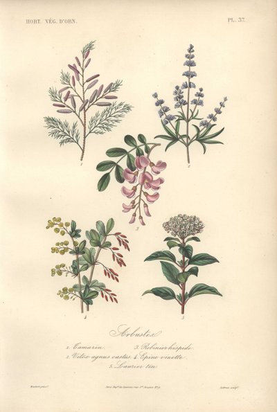 Stampa botanica decorativa con tamarindo, albero di locusta, albero casto, crespino e viburno da Unbekannter Künstler