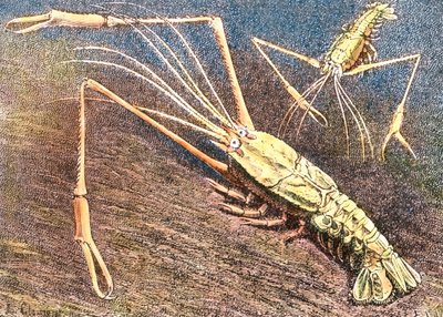 Gambero di acque profonde da Unbekannter Künstler