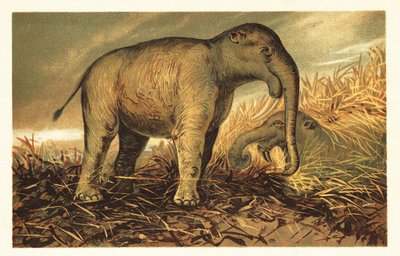Deinotherium giganteum, grande parente preistorico degli elefanti moderni da Unbekannter Künstler