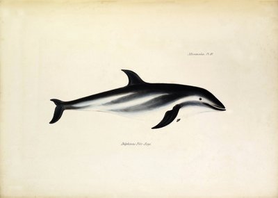 Delphinus Fitz-Royi delfino nero o Fitzroy dal nome del Capitano Robert Fitzroy del Beagle. Tavola da 