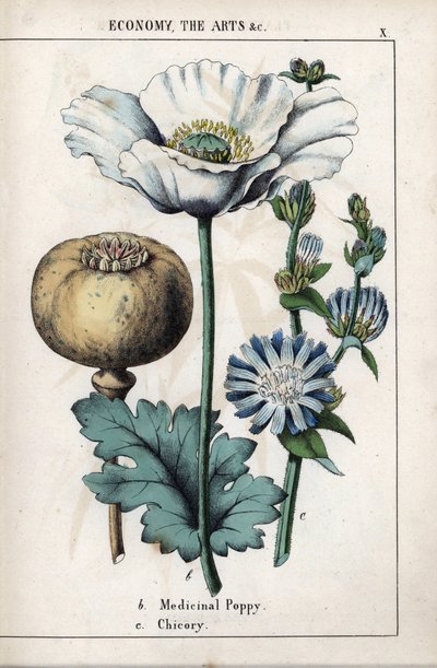 Descrizione di un papavero medicinale con fiore bianco e fiore di cicoria blu. Cromolitografia in 
