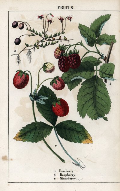Descrizione delle bacche: frutti di mirtillo, lampone e fragola. Cromolitografia in “Recueil d