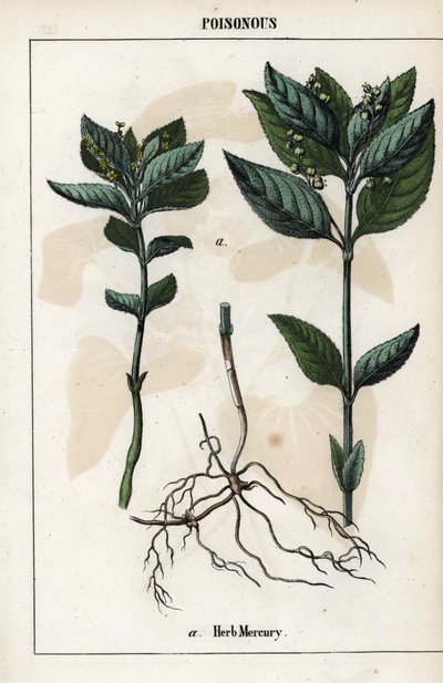 Descrizione della mercuriale annuale, fiori, frutti e radici delle piante da Unbekannter Künstler