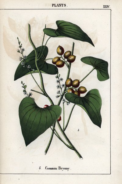 Descrizione della bryonia comune (Bryonia alba), con le sue bacche dorate. Cromolitografia in "Raccolta di immagini istruttive o lezioni del mondo vegetale", di Charlotte Mary Yonge (1823-1901), pubblicata a Edimburgo (Scozia) nel 1858. da Unbekannter Künstler
