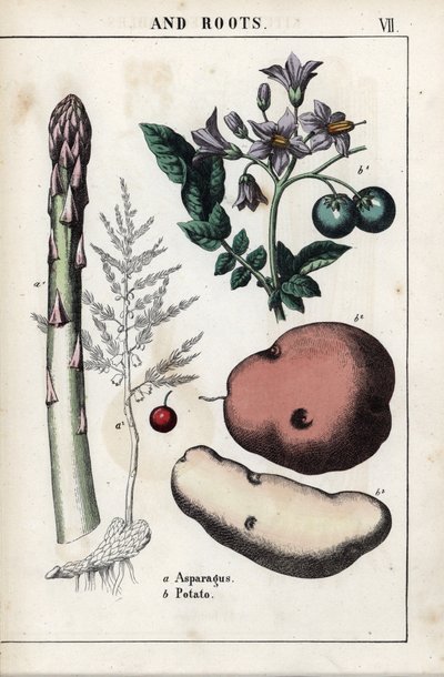 Tavola descrittiva: asparagi verdi e patate. Cromolitografia in "Raccolta di immagini istruttive o lezioni del mondo vegetale", di Charlotte Mary Yonge (1823-1901), pubblicata a Edimburgo (Scozia) nel 1858. da Unbekannter Künstler
