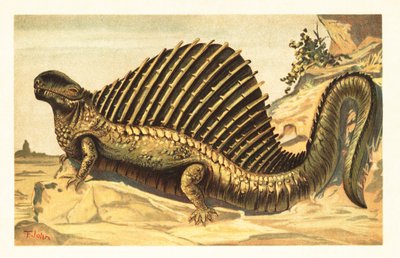 Dimetrodon limbatus con la sua caratteristica vela spinale neurale da Unbekannter Künstler