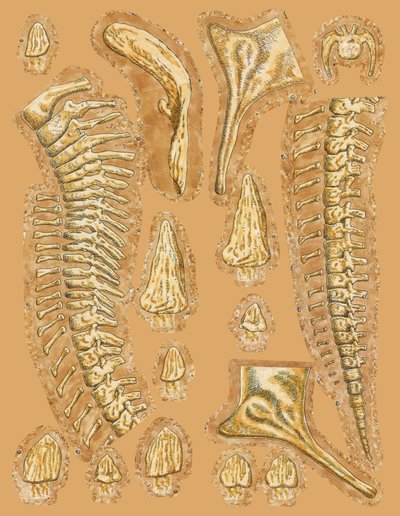 Ossa di dinosauro su sfondo colorato, primo piano da Unbekannt