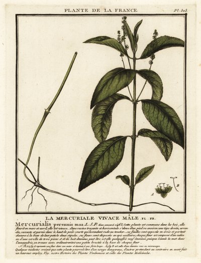 Mercurialis perennis da Unbekannter Künstler