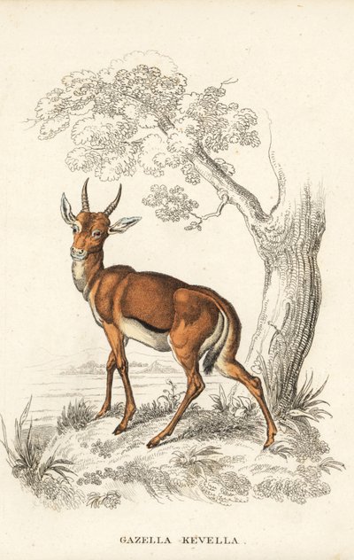 Gazzella dorcade, Gazella dorcas (kevel comune, Gazella kevella). Vulnerabile. Dopo un