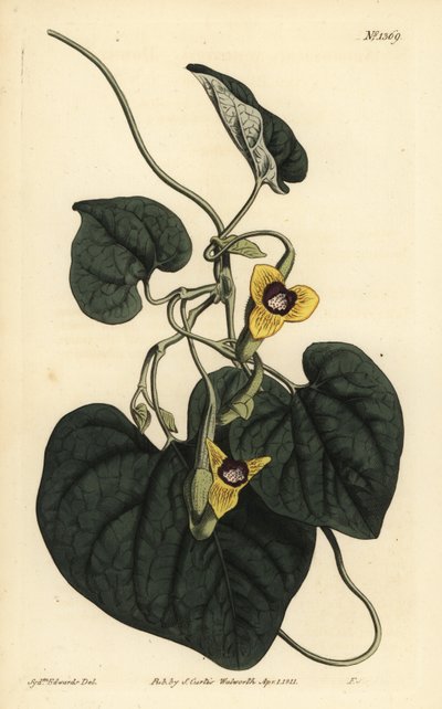 Aristolochia tomentosa, Aristolochia tomentosa da Unbekannt