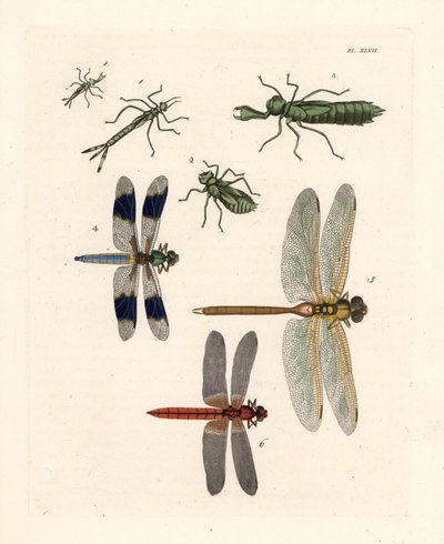 Forme larvali di libellula, Libellula lydia, Anax junius, e Crocothemis servilia da Unbekannter Künstler
