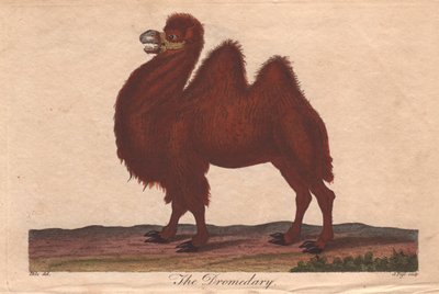 Cammello dromedario, Camelus dromedarius da Unbekannter Künstler