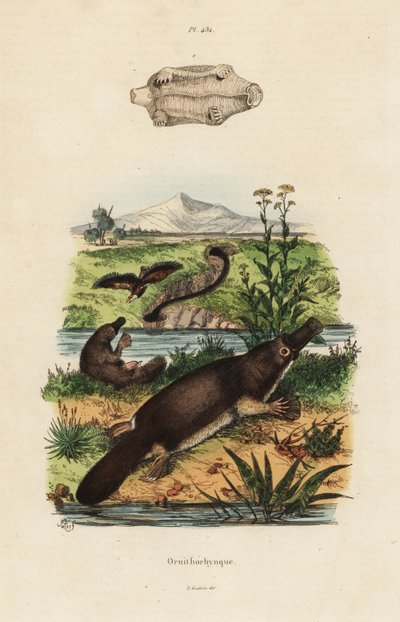 Ornitorinco, Ornithorhynchus anatinus da Unbekannt