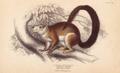 Scoiattolo di Duvaucel, Sciurus hypoleucus da Unbekannter Künstler