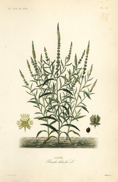 Reseda luteola, Gaude da Unbekannt