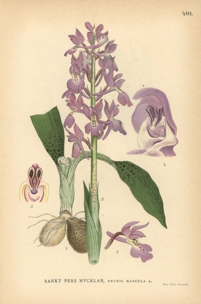 Orchidea viola precoce, Orchis mascula da Unbekannter Künstler