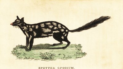 Quoll orientale, Dasyurus viverrinus da Unbekannter Künstler
