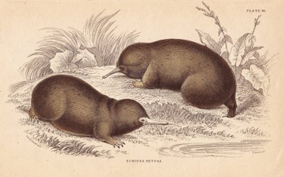 Echidna o formichiere spinoso, Tachyglossus aculeatus da Unbekannter Künstler