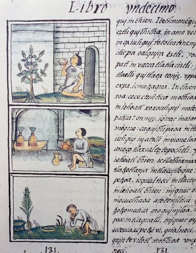 Piante commestibili, pagina dal Libro XI del Codice Fiorentino, versione bilingue in spagnolo e nahuatl, Storia generale delle cose della Nuova Spagna, del missionario spagnolo Fray Bernardino de Sahagun (1499-1590). Civiltà azteca da William M. Timlin