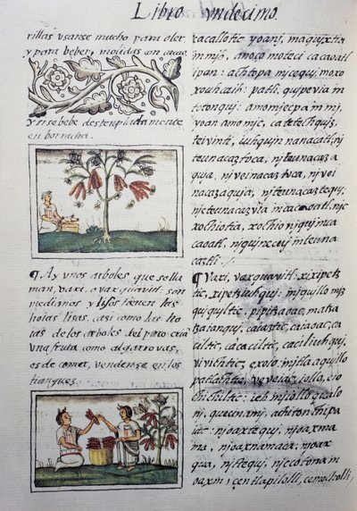 Piante commestibili, fagioli rossi, pagina dal Libro XI del Codice Fiorentino, versione bilingue in spagnolo e nahuatl, Storia generale delle cose della Nuova Spagna, del missionario spagnolo Fray Bernardino de Sahagun (1499-1590). Civiltà azteca da William M. Timlin