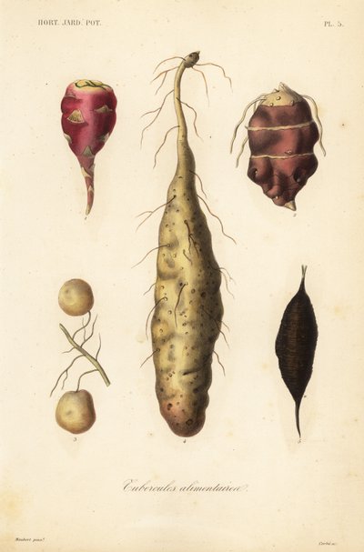 Tuberi commestibili da Unbekannt