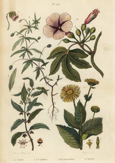 Enula campana, Inula helenium, viola verde, Hybanthus species Ionidium polygalifolium, ipecacuanha, Carapichea ipecacuanha, e gloria del mattino, Ipomoea insignis da Unbekannt