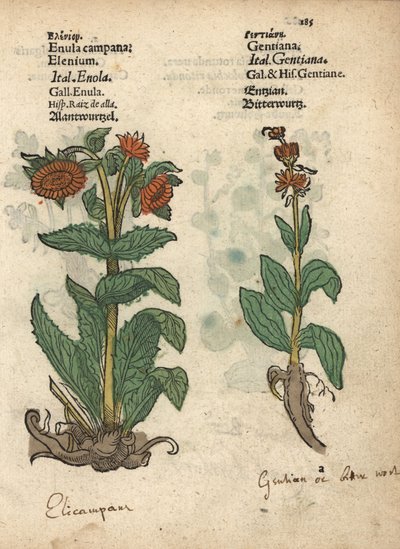 Enula campana, Inula helenium, e specie di genziana. Incisione xilografica colorata a mano di un
