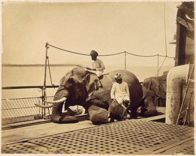 Elefante sul ponte di una nave, Penang, Malesia da Unbekannt