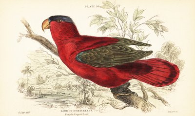 Lori dal collare viola in pericolo, Lorius domicella. 1889 (incisione) da Unbekannter Künstler
