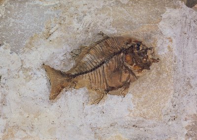 Ephippus oblongus (fossile di pesce) trovato a Monte Bolca, vicino a Verona, Italia, Periodo Eocene da Unbekannt