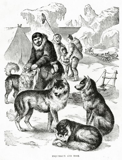 Esquimesi e cani. 1902 da Unbekannt