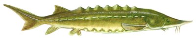 Storione nero - Storione atlantico (Acipenser oxyrinchus) da Unbekannter Künstler