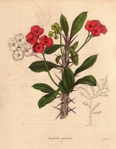 Euphorbia milii. Chiamata anche spina di Cristo o corona di spine o pianta di Cristo. Specie originaria del Madagascar. Il suo nome deriva dai suoi steli spinosi e dalla sua fioritura rosso cremisi da Unbekannter Künstler