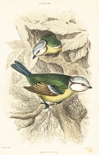 Cinciarella, Cyanistes caeruleus. 1889 (incisione) da Unbekannter Künstler