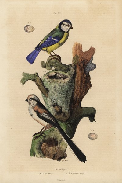Cinciallegra eurasiatica, Cyanoses caeruleus, e uovo, e codibugnolo, Aegithalos caudatus, con nido e uovo da Unbekannt