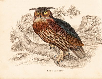 Gufo reale eurasiatico, Bubo bubo (gufo dalle grandi orecchie, Bubo maximus). Incisione su acciaio colorata a mano dalla 